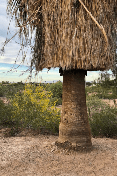 Arizona desert landscape>
